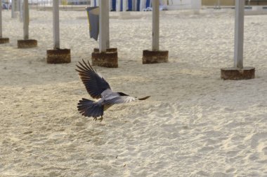 Akdeniz'in İsrail sahilde sarı kum üzerinde büyük kara karga