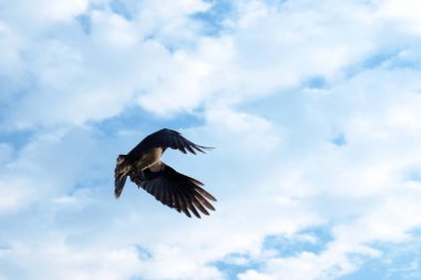 bir arka plan bulutlar gökyüzünde büyük bir siyah karga uçar