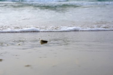 deniz köpüğü ve kum ve deniz kabarcıkları Akdeniz'de İsrail tarih