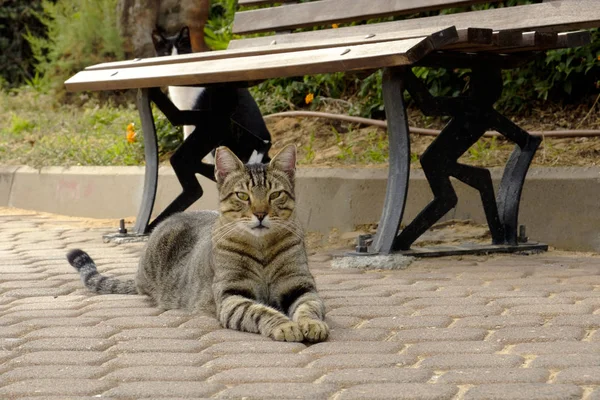 Gray Striped Contented Cat Lies Stone Block Israel Looks Camera — Stock Photo, Image