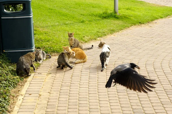 a flock of cats on a street in Israel and flying past a crow