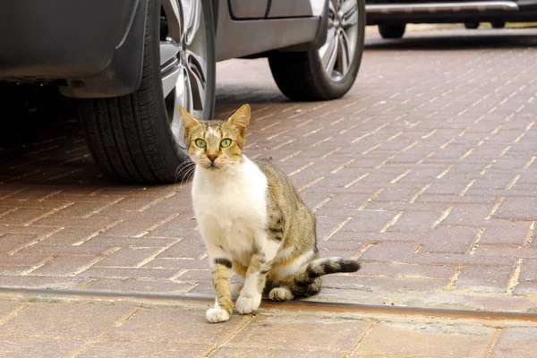 Кошка Сидит Машины Израиле Смотрит Камеру — стоковое фото