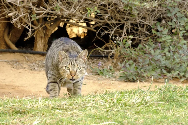 Aggressive Gray Cat Sitting Grass Looking Camera — Stock Photo, Image