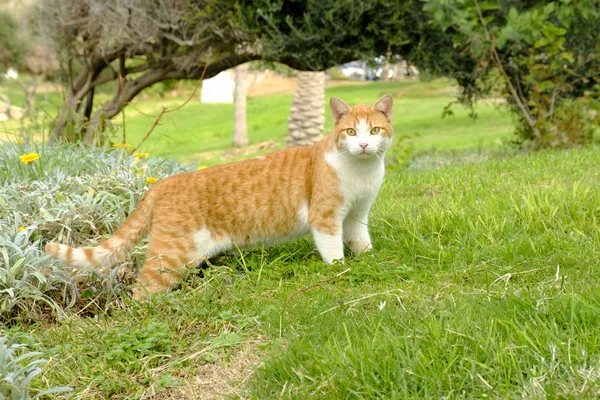 Rudowłosa Biały Kot Izraelu Trawie Wygląda Kamery — Zdjęcie stockowe
