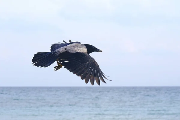 Cuervo Negro Grande Playa Del Mar Mediterráneo Israel —  Fotos de Stock