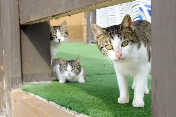 many cats on the beach in Israel look at the camera