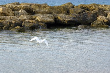 Akdeniz üzerinde sahilde büyük beyaz martı