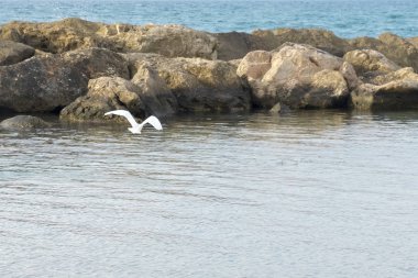 Akdeniz üzerinde sahilde büyük beyaz martı