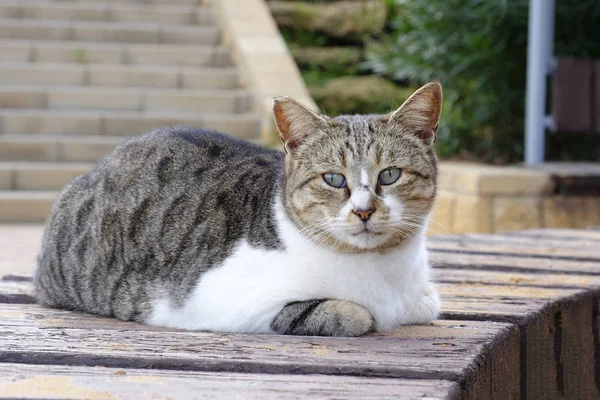 Gray White Striped Fat Adult Cat Sitting Looking Camera — Stock Photo, Image