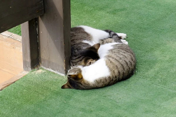 two cats sleep on each other