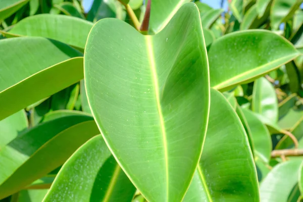 Feuilles Ficus Israël Sur Les Rives Mer Méditerranée — Photo