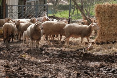 bir sürü koyun sıyrık yemek çimen göz kameraya