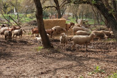 bir sürü koyun sıyrık yemek çimen göz kameraya