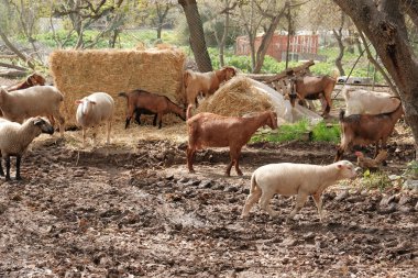 bir sürü koyun sıyrık yemek çimen göz kameraya
