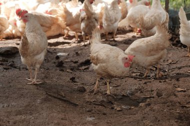 tavuk tavuk kümesi içinde belgili tanımlık yarda yürüyüş ve kameraya bakıyor