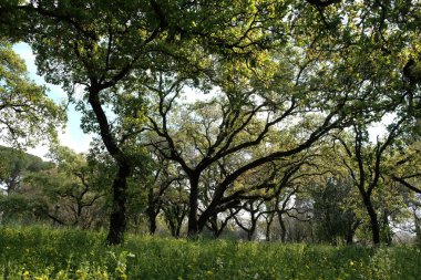 Park ve doğa ve manzara ve ağaçlar ve çim ve gökyüzü ve Yeşiller