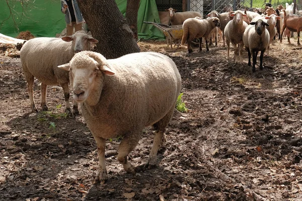 Gregge Pecore Pascolano Mangiare Erba Guardare Nella Fotocamera — Foto Stock
