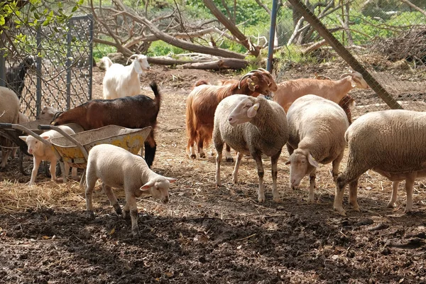 Bir Sürü Koyun Sıyrık Yemek Çimen Göz Kameraya — Stok fotoğraf