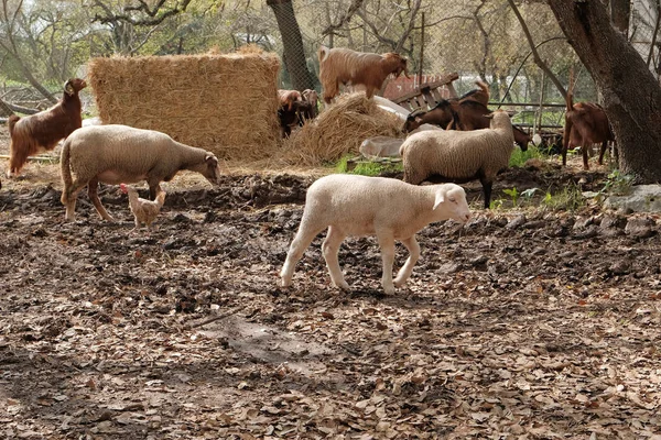芝生の上の羊が草を食べてください — ストック写真