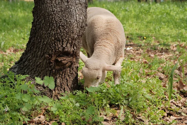 little lamb on the lawn eats grass