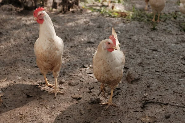 Die Hühner Hühnerstall Laufen Über Den Hof Und Schauen Die — Stockfoto