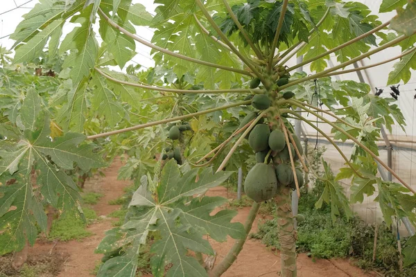 Papaye Fruits Tropicaux Mûrissement Vert Croissant Sur Arbre Dans Une — Photo