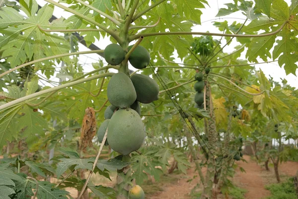 Papaye Fruits Tropicaux Mûrissement Vert Croissant Sur Arbre Dans Une — Photo