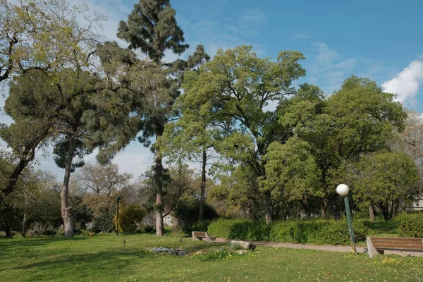 Parque Natureza Paisagem Árvores Grama Céu Verdes — Fotografia de Stock