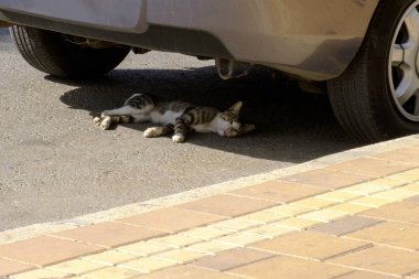 Uyuyan kedi altında makine Gri çizgili
