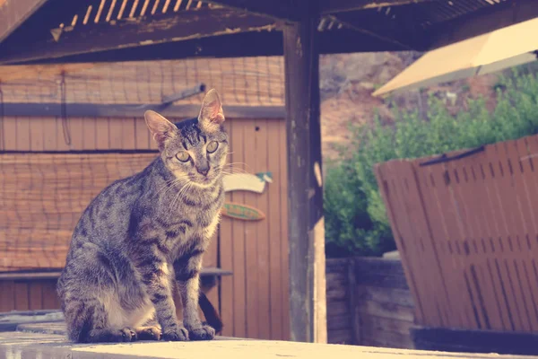 Katze Grau Gestreift Sitzt Und Schaut Die Kamera — Stockfoto