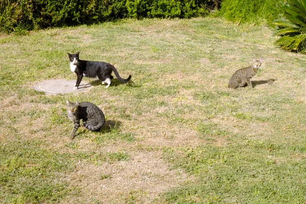 Gatos Hierba Gris Negro Están Sentados Mirando Cámara — Foto de Stock