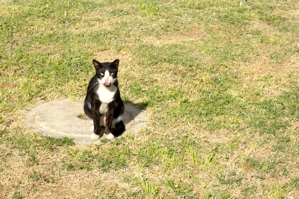Kucing Rumput Hitam Dan Putih Duduk Dan Melihat Kamera — Stok Foto