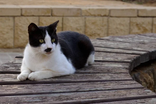 Kedi Siyah Beyaz Bir Bankta Oturur Kameraya Benziyor — Stok fotoğraf