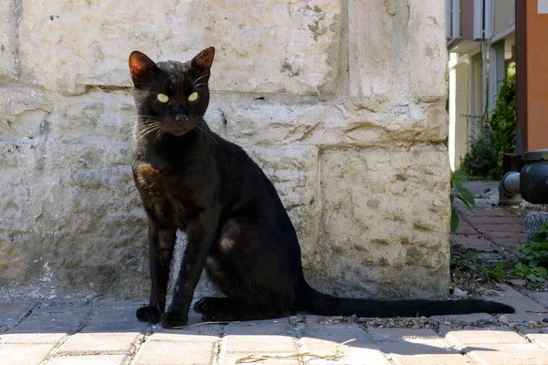 Cat Black Big Street Looks Camera — Stock Photo, Image