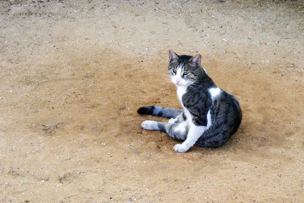 cat on gray striped earth sitting and looking at camera