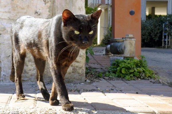 Kat Zwart Grote Straat Kijkt Naar Camera — Stockfoto