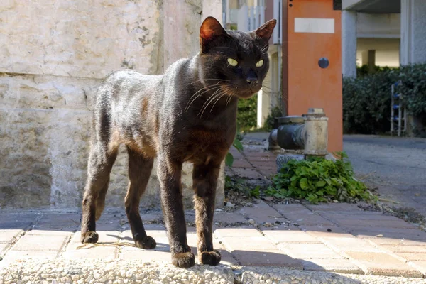 Katt Svart Stora Gatan Ser Kameran — Stockfoto