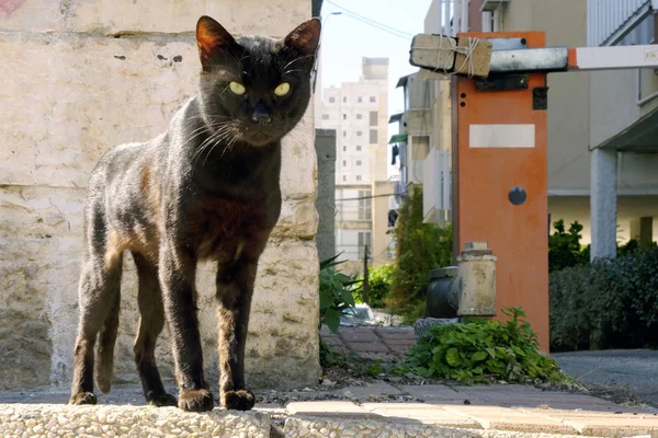 Кот Черная Большая Улица Смотрит Камеру — стоковое фото