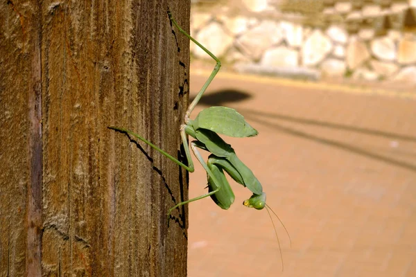 Mantis Vert Grand Assis Sur Arbre — Photo