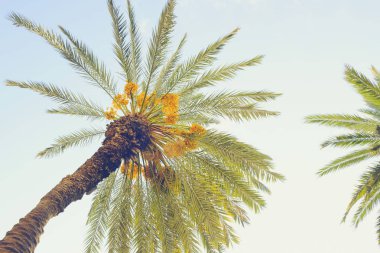 palmiye ağacı ve gökyüzü