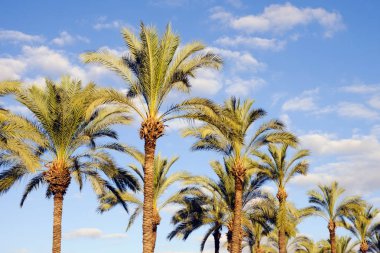 palmiye ağacı ve gökyüzü