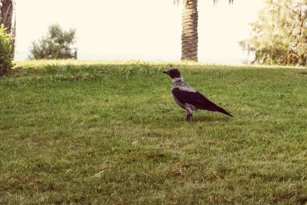 Corbeau Dans Parc Sur Herbe Noir Grand Debout Sur Herbe — Photo