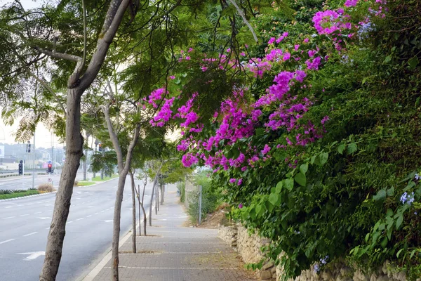 Pavement City Ancients Pink Flowers Distance — Stock Photo, Image