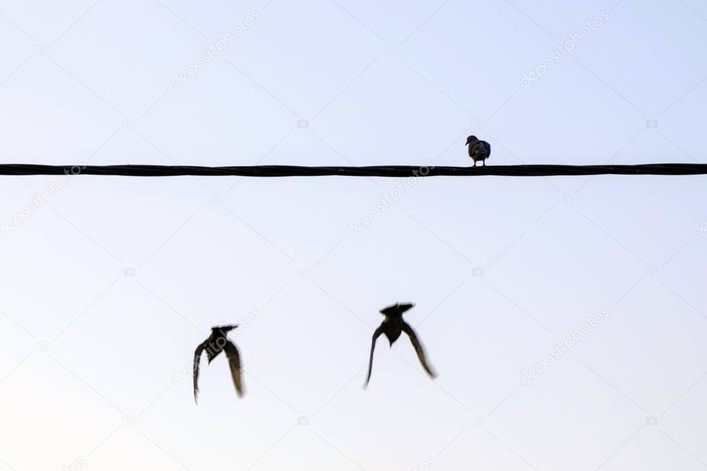 birds on an electric wire black one sitting two fly
