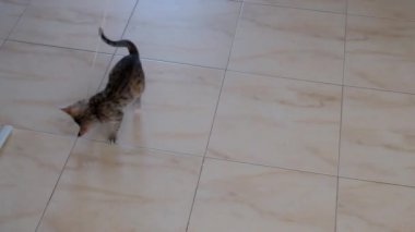 kedi yavrusu küçük gri güzel aktif sevimli bir dize üzerinde bir şeker sarıcı ile oynarken