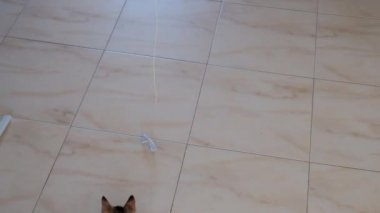 kedi yavrusu küçük gri güzel aktif sevimli bir dize üzerinde bir şeker sarıcı ile oynarken