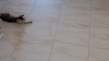 kedi yavrusu küçük gri güzel aktif sevimli bir dize üzerinde bir şeker sarıcı ile oynarken