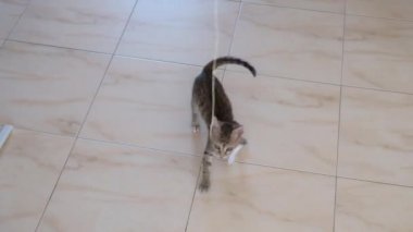 kedi yavrusu küçük gri güzel aktif sevimli bir dize üzerinde bir şeker sarıcı ile oynarken