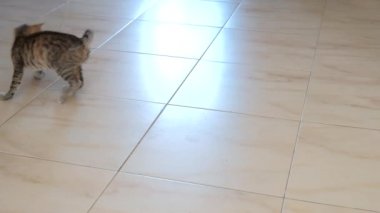 kedi yavrusu küçük gri güzel aktif sevimli bir dize üzerinde bir şeker sarıcı ile oynarken