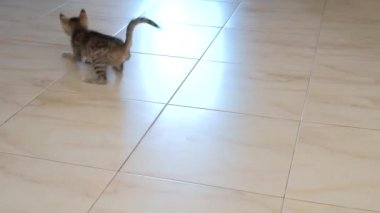 kedi yavrusu küçük gri güzel aktif sevimli bir dize üzerinde bir şeker sarıcı ile oynarken